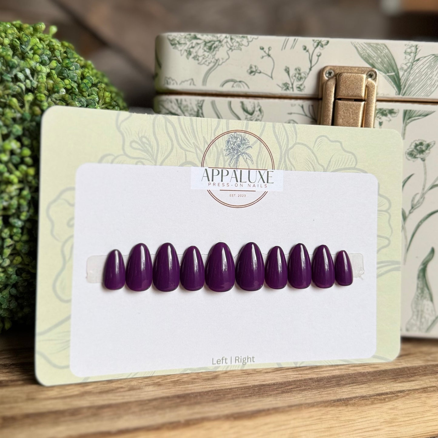 WILD ELDERBERRY